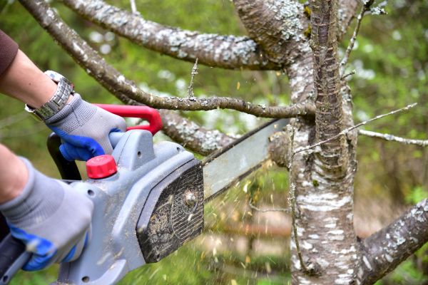 Lubbock Tree Trimming