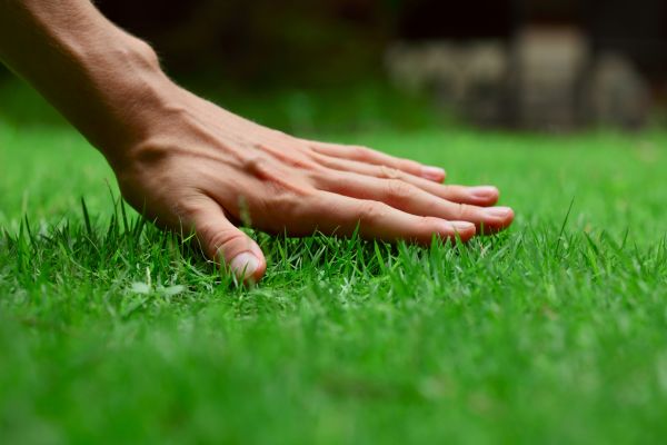 Lubbock Lawn Treatment